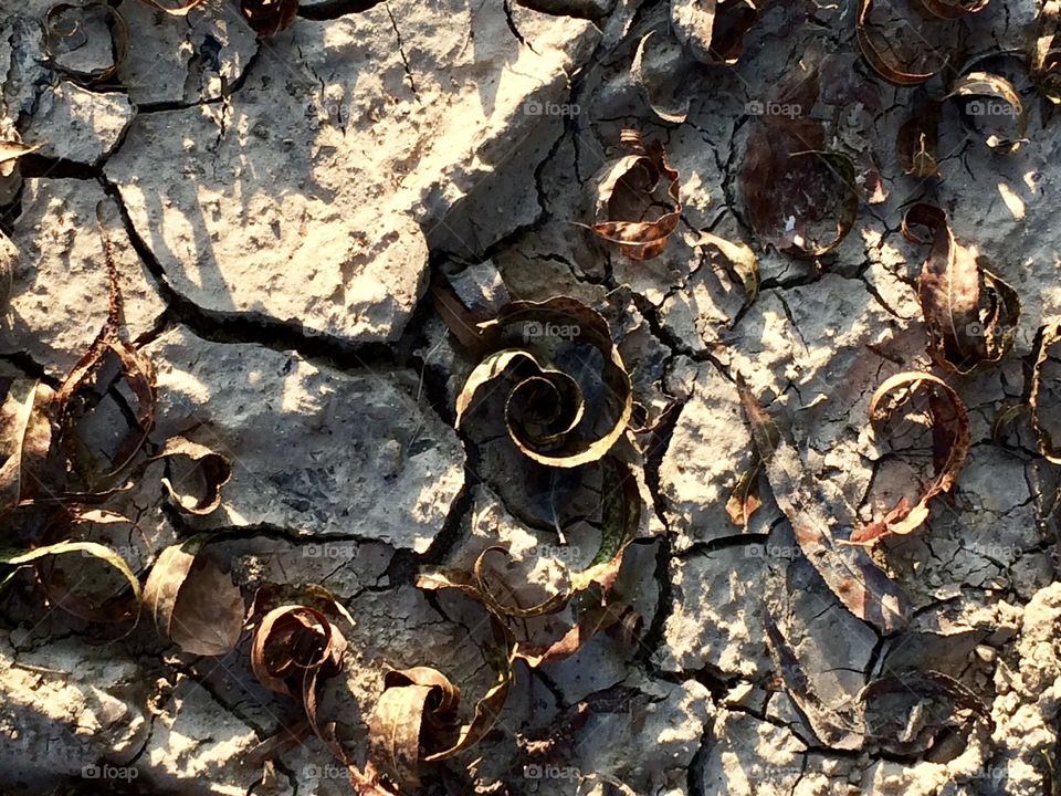 Dry leaves curled up over dry broken ground 