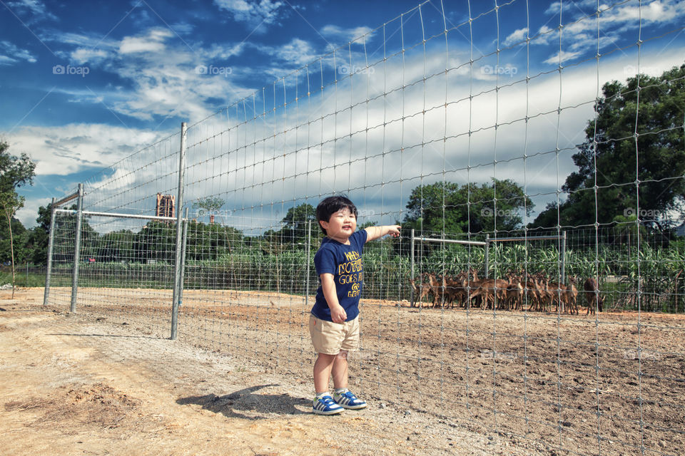 Cute boy pointing at herd of deer