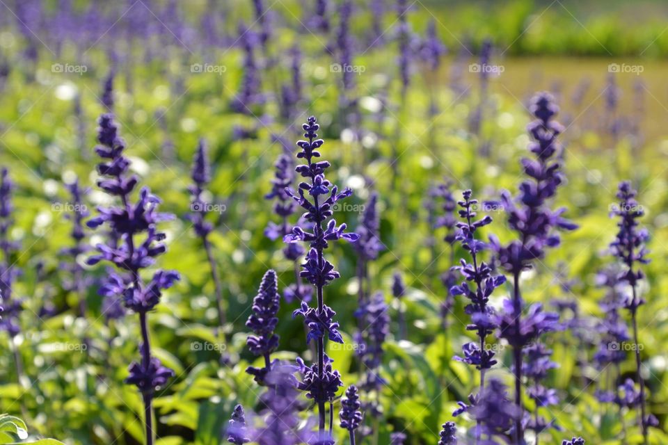 At botanical garden of Pyin Oo Lwin 