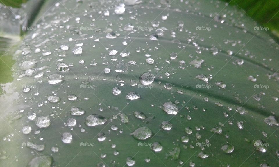 rain drop on the leaf