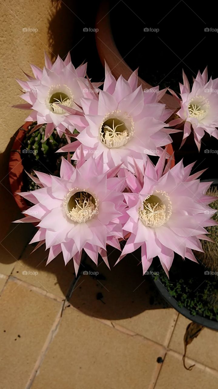 Flor de un cactus.