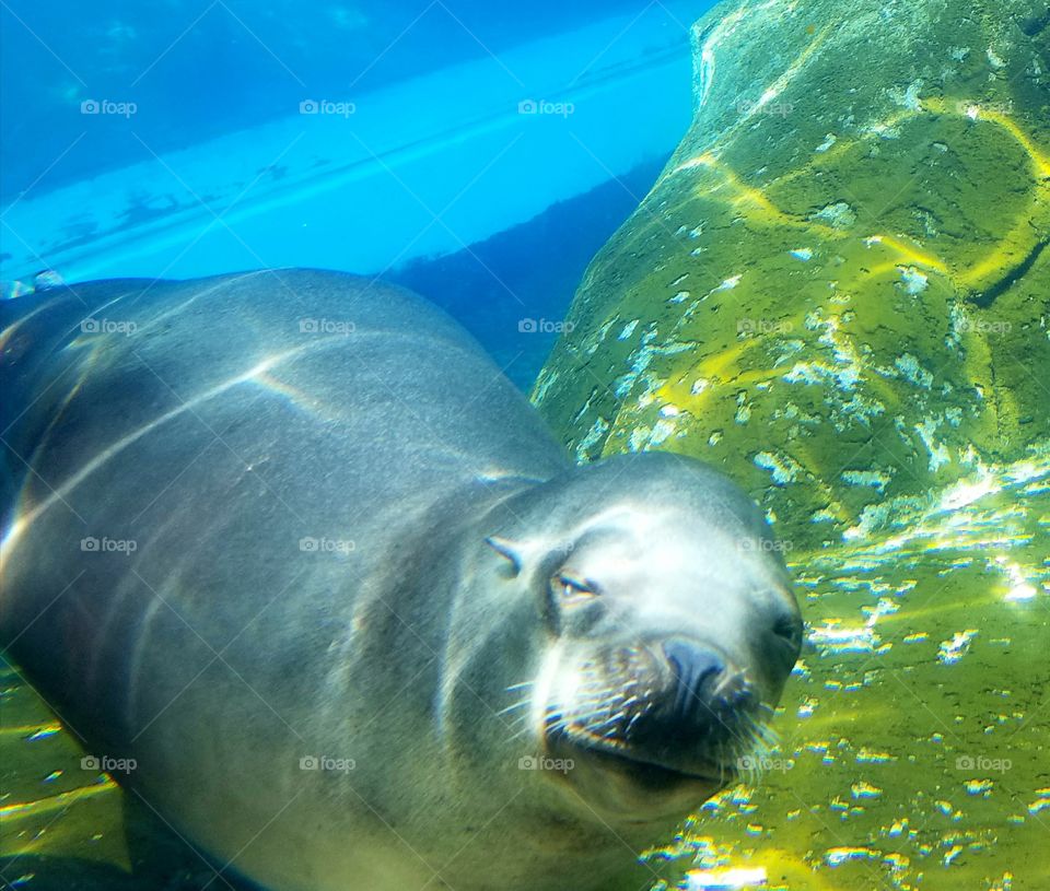 I'm just lion around