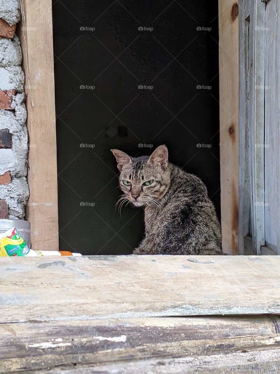 cat with angry face looks annoying😹😂