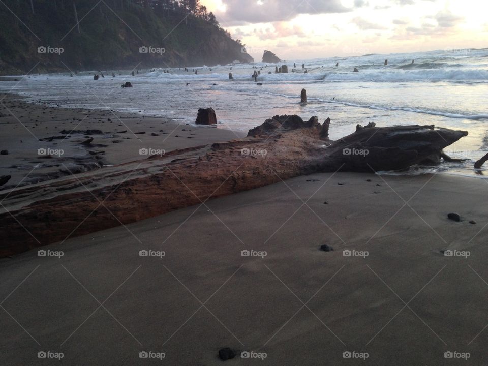 Huge petrified tree