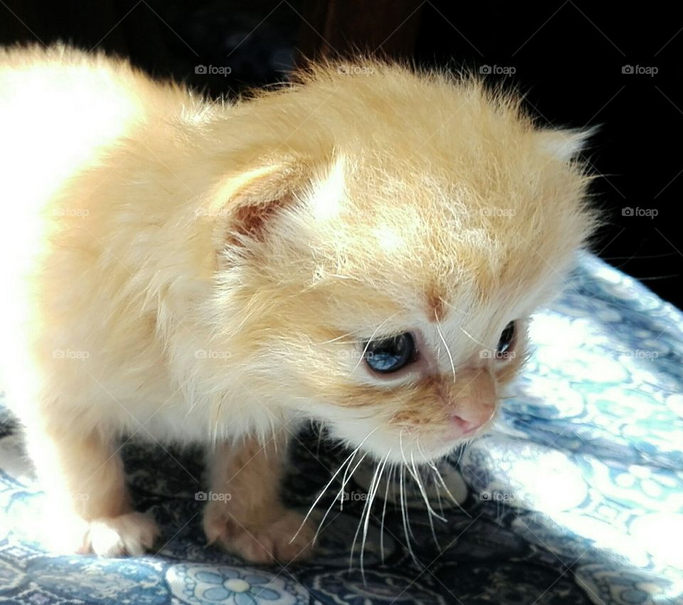 Ginger kitten portra