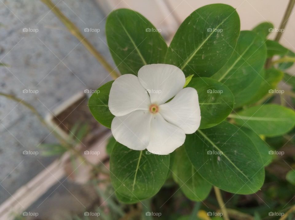 periwinkle white flower seasonal fresh looks very beautiful generally found everywhere