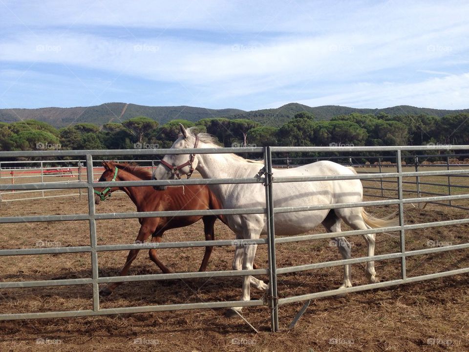 nature animal equitation equestrian by alekime