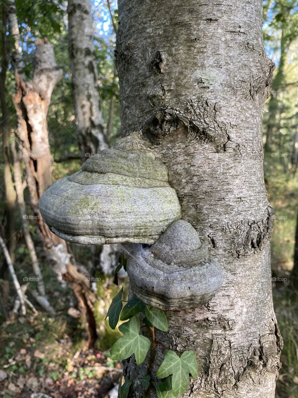 Tree Fungus 