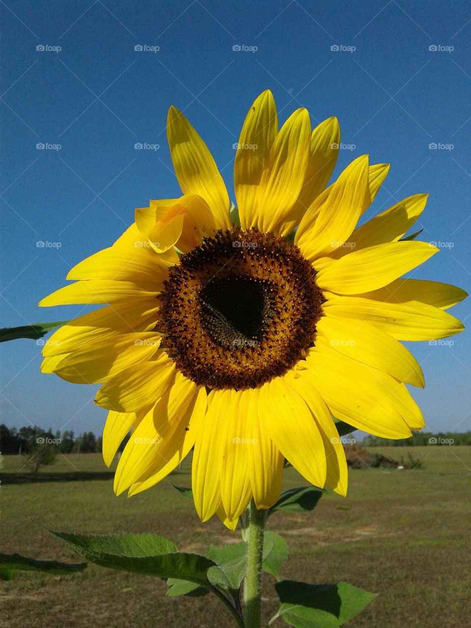 One in a million Super Sunflower!