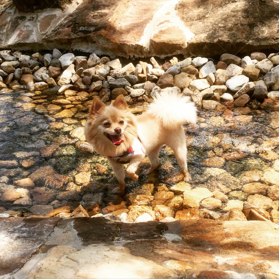 Dog, Nature, No Person, Mammal, Cute