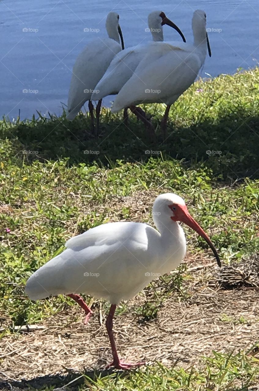 Florida White Ibis