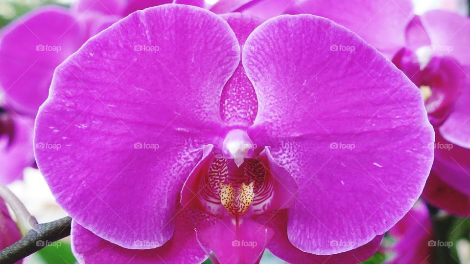 Orchid flower close-up for background