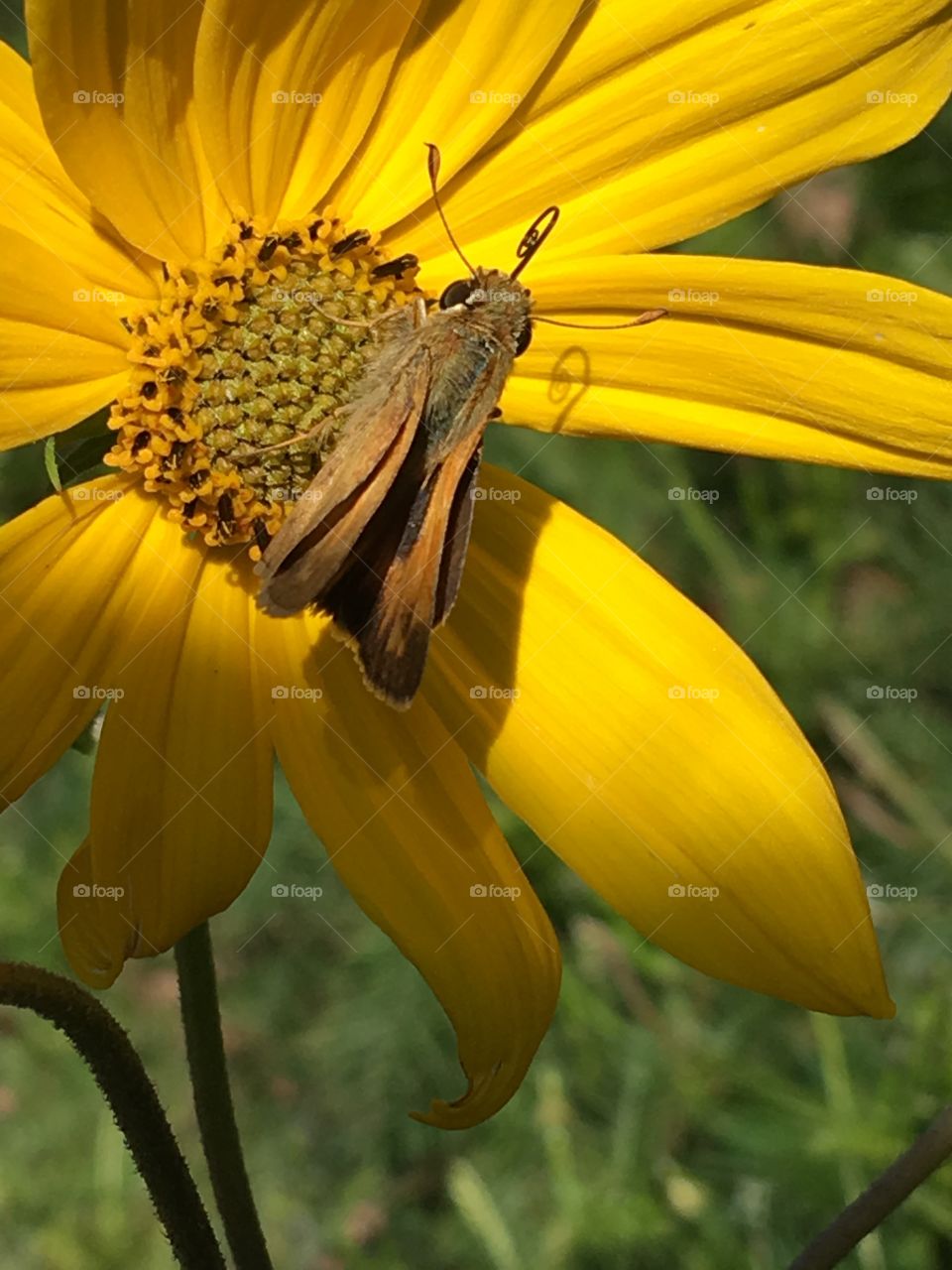Hello fall! Still have flowers and butterflies. Almost didn’t see this little guy.