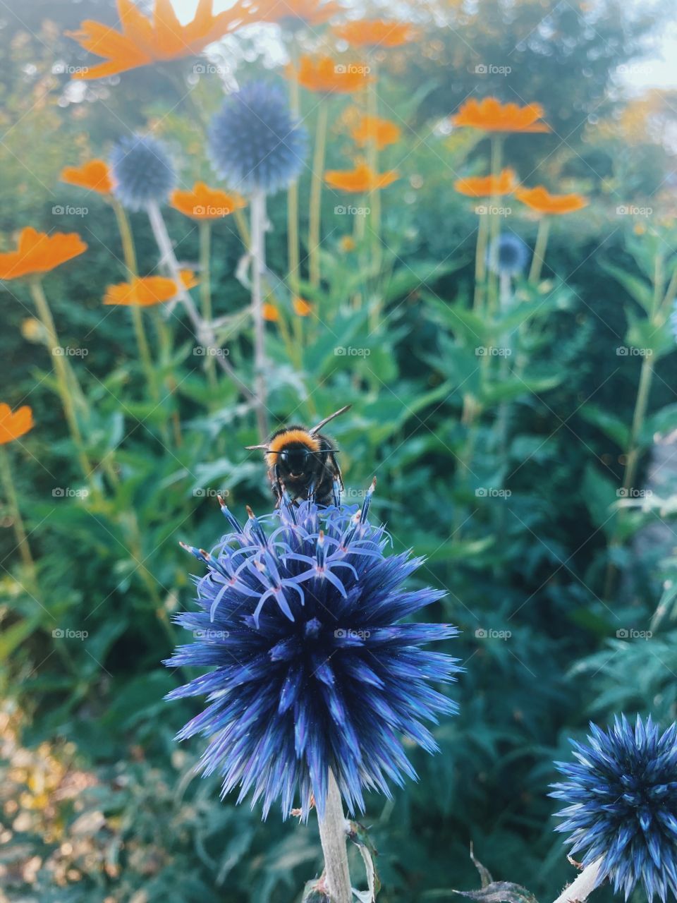 Unique flower 