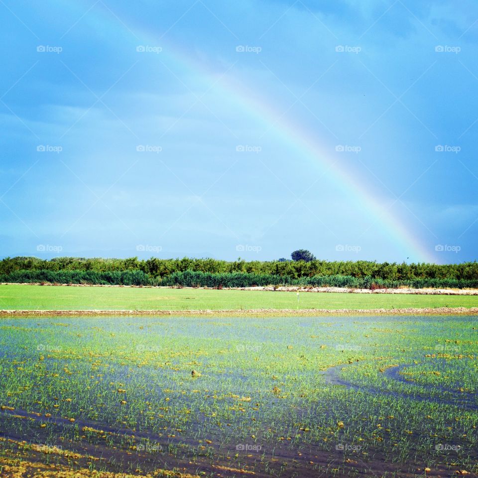 arco iris sobre arrozales