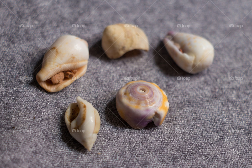 Colorful sea snails, I am glad I collected those. I actually enjoy collecting sea shells and snails from around different beaches.