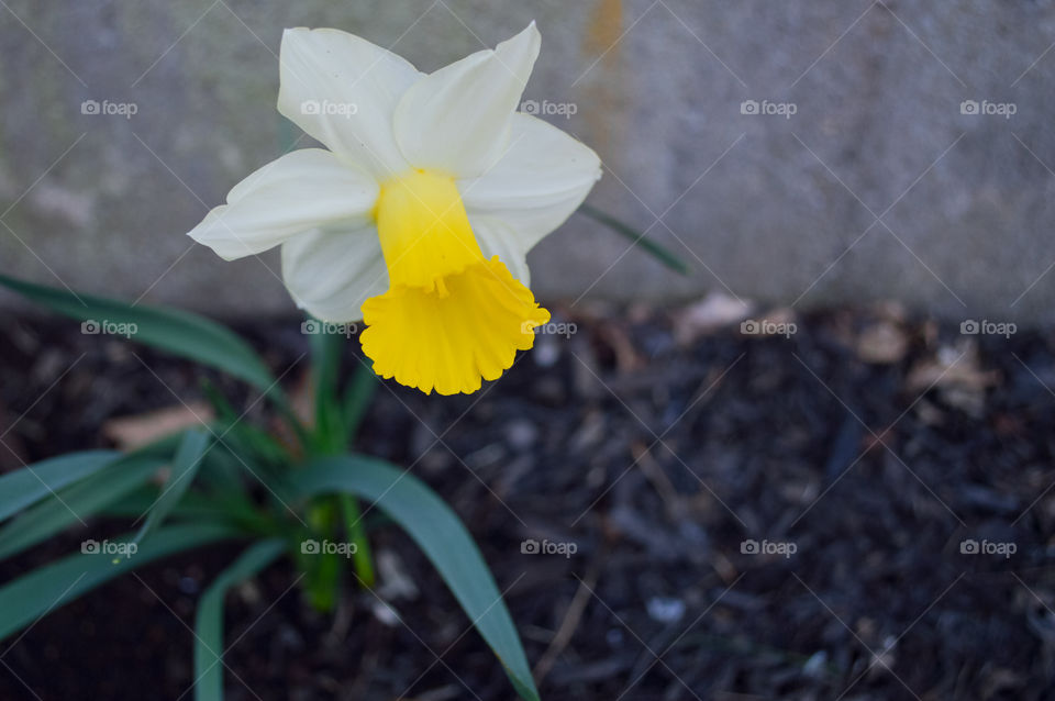 Close-up of single flower