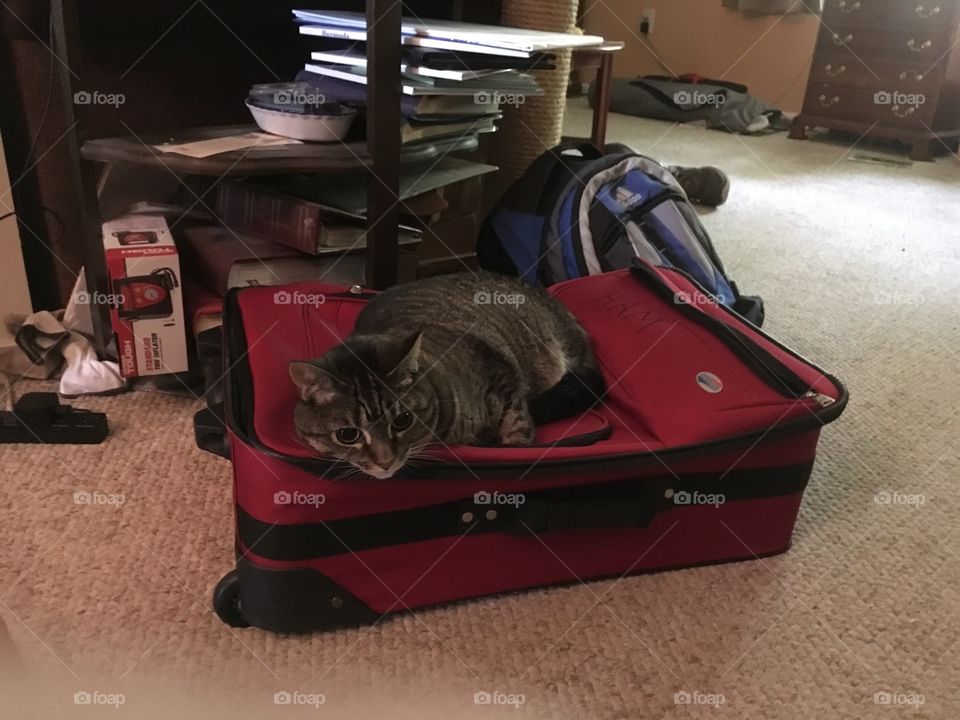 My cat doesn’t want me to leave.