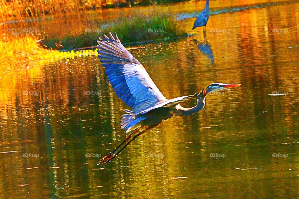 On golden pond