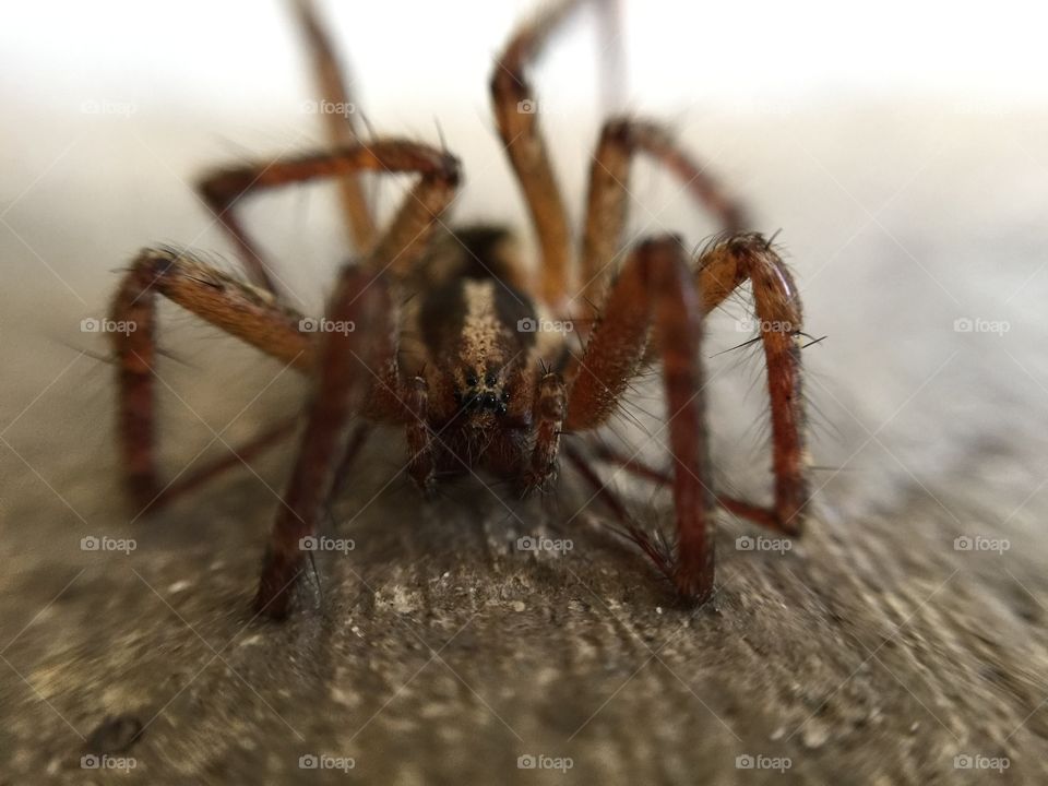 Macro spider