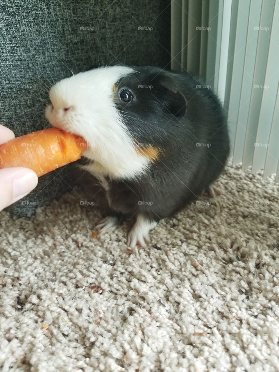 Nutella The Ginea Pig