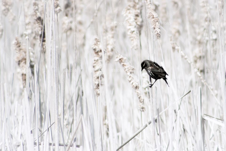 Bird in a white meadow