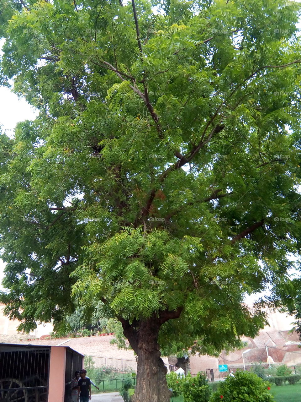 trees in an ancient fort of Bathinda city- a monument protected by Govt Of India- inner part.