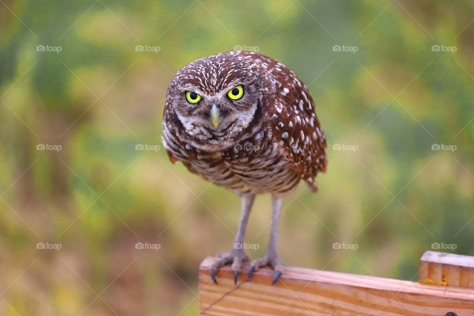 Burrowing owl on lookout