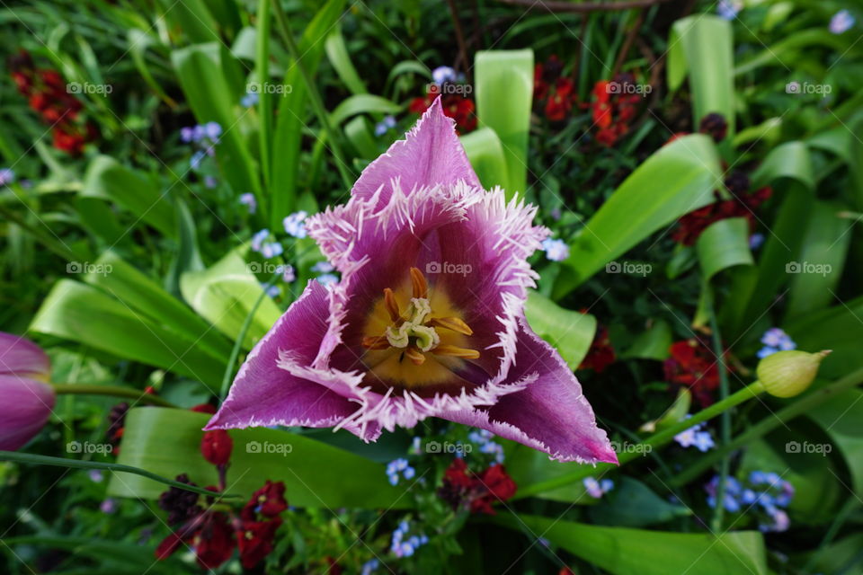 Springtime ... pretty pink tulip in all its glory 