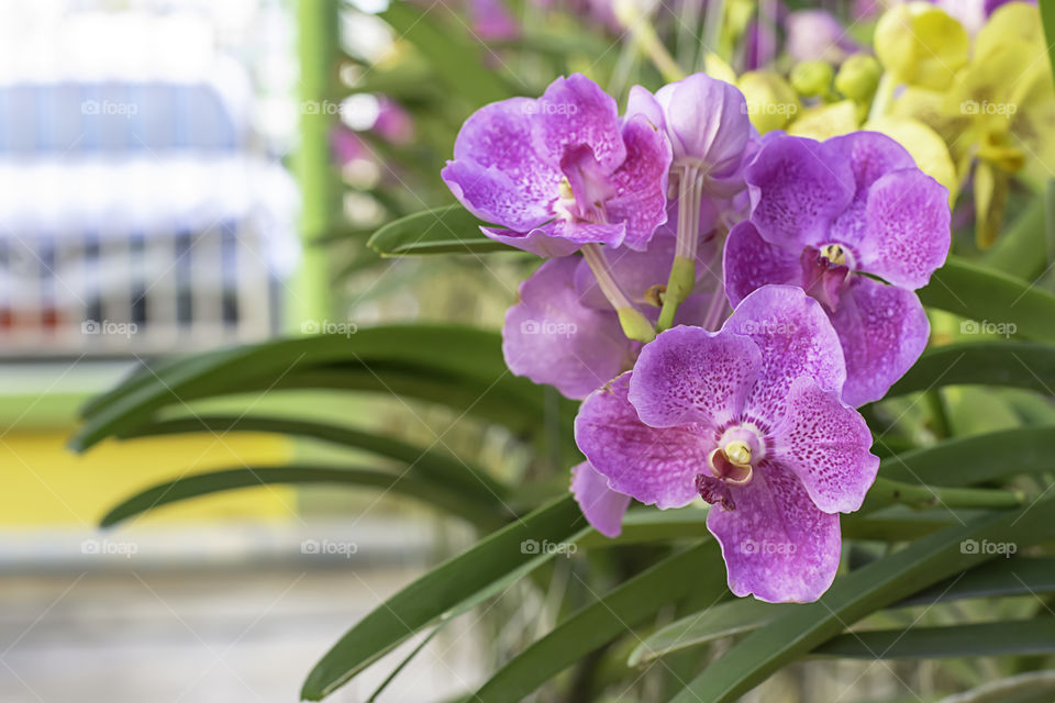 Beautiful Purple Orchid Background blurred leaves in the garden.