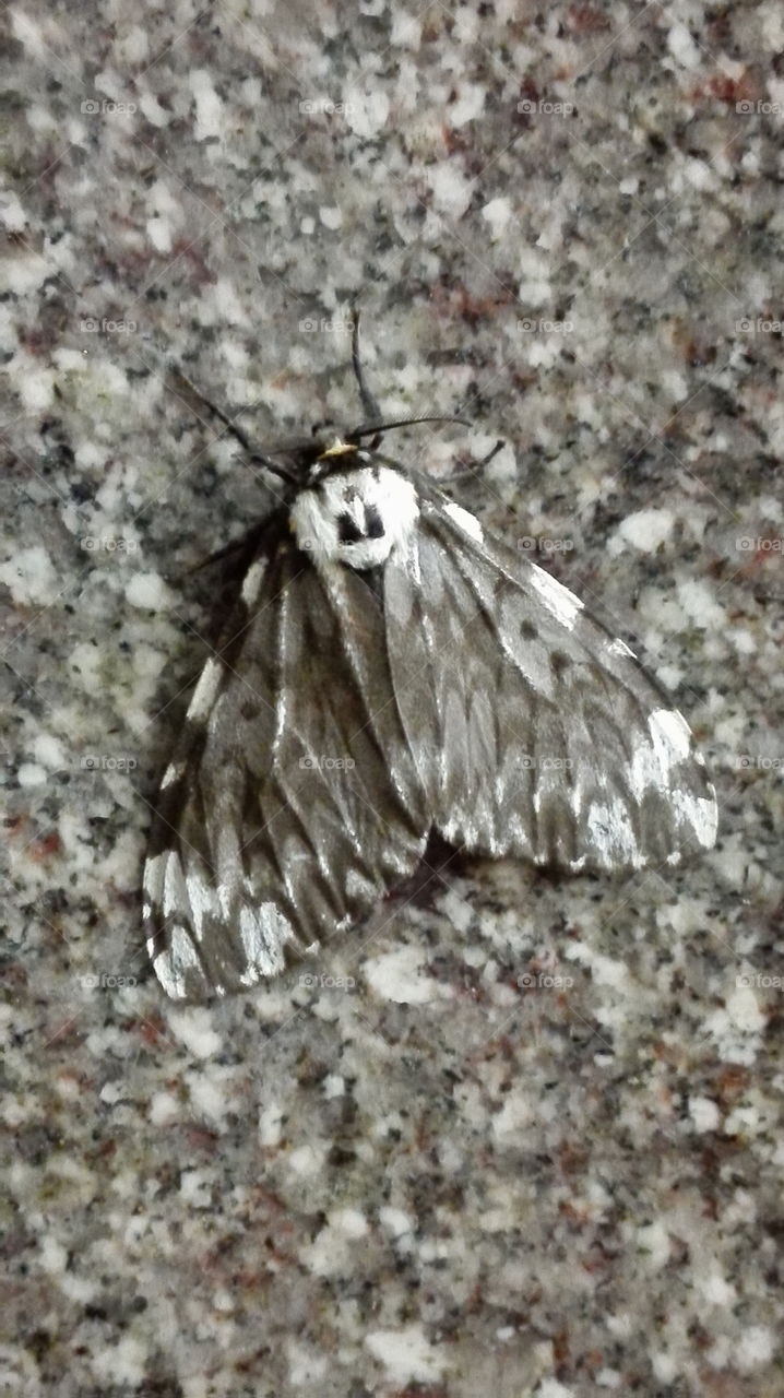 Moth Camouflaged