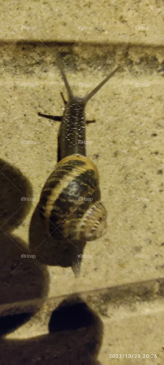 caracole
