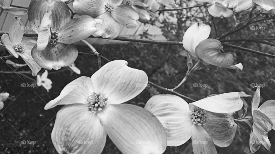 spring flower B&W