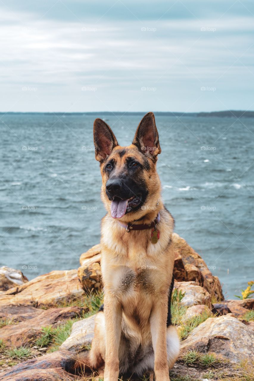Vera in the wild giving us 100% GOOD GIRL POSE! Vera, our friend’s German Sheperd is the nicest companion for hiking! She’s such a Good girl! 