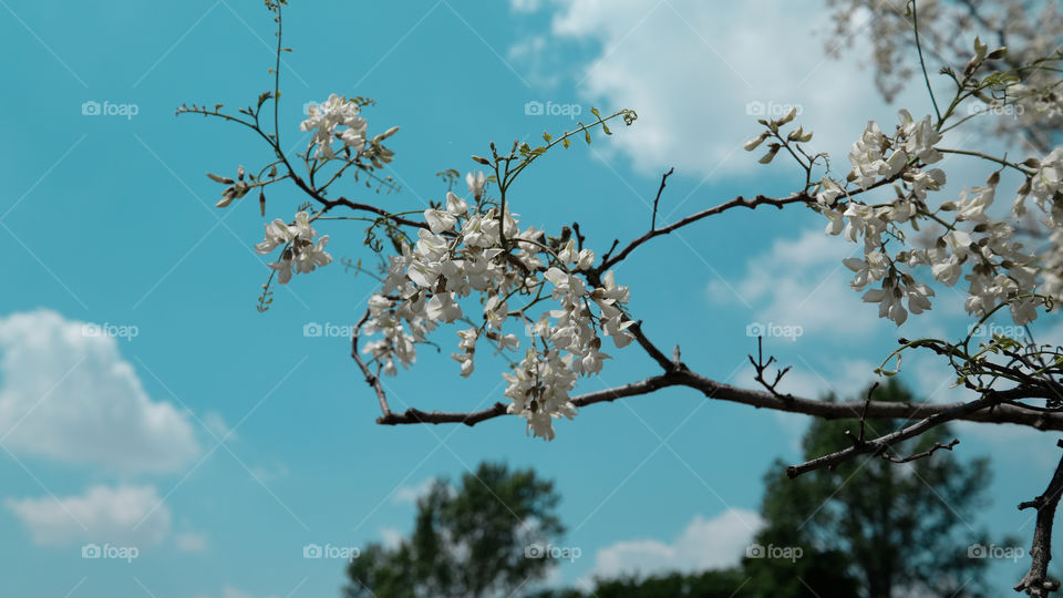 a locust tree in bloom