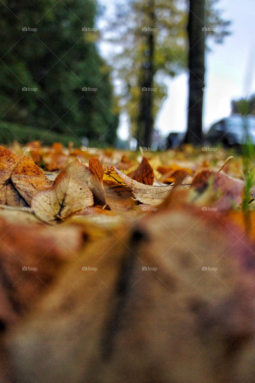 Autumn leaves