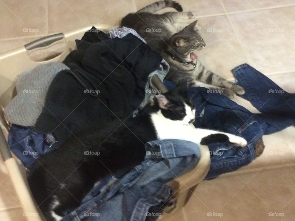 My kittans making it hard to do laundry.