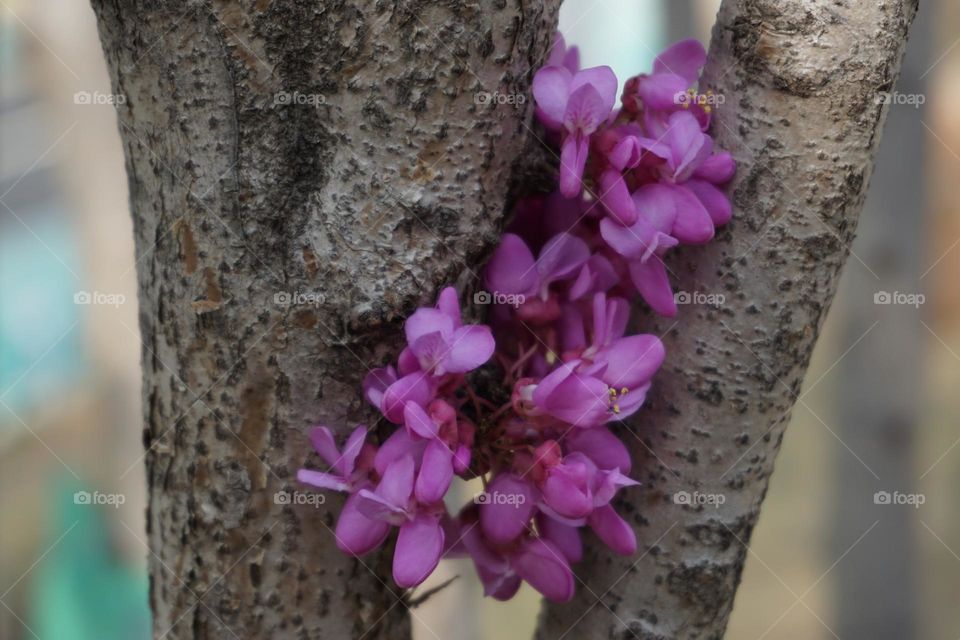 flower of Chinese redbud