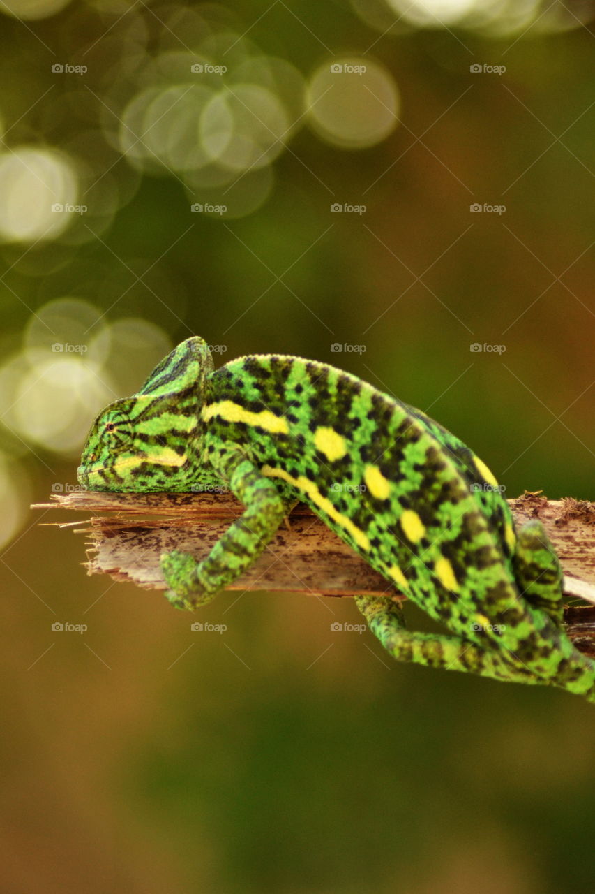 chameleon relaxing on tree branch