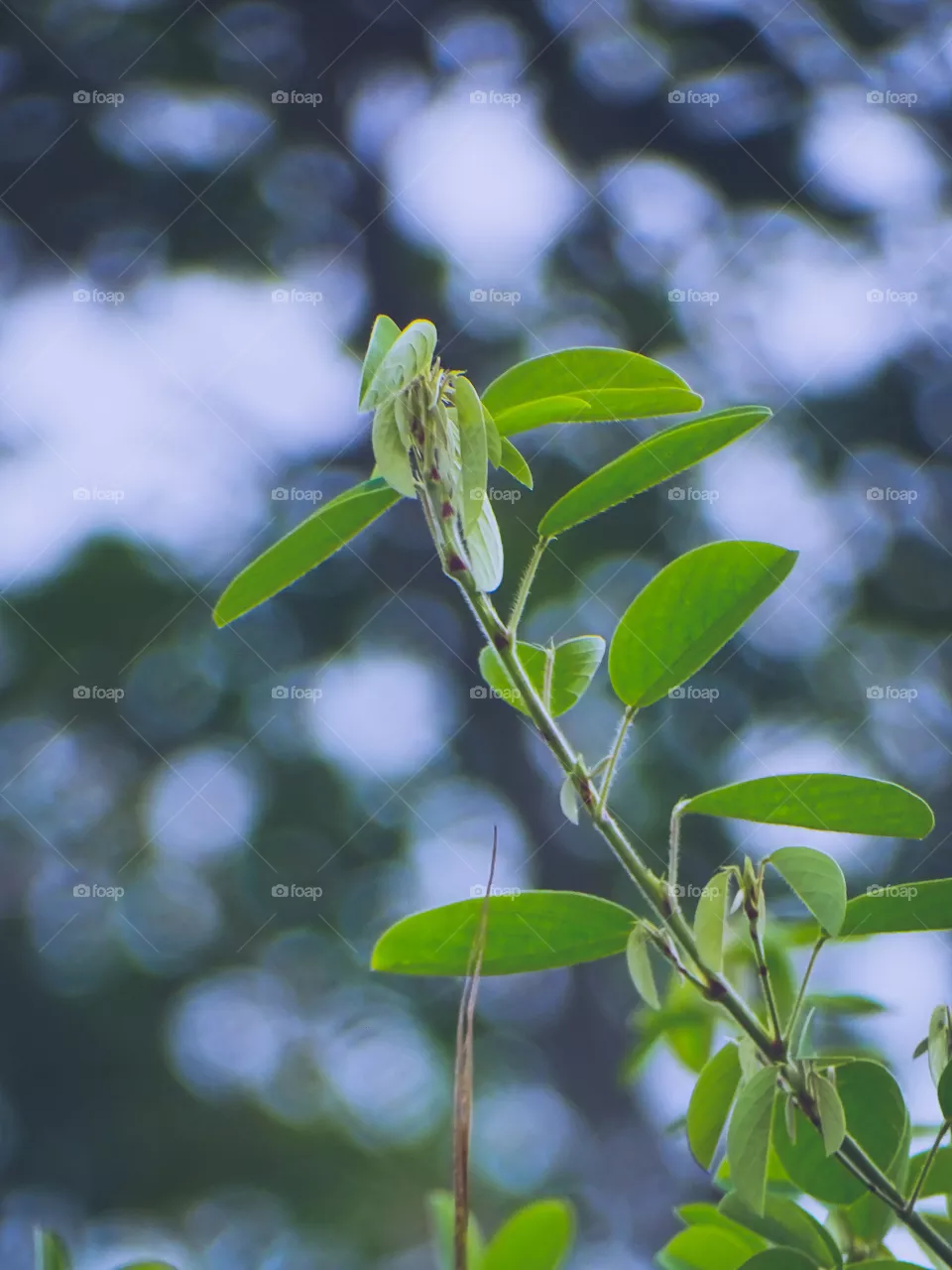 green leaf