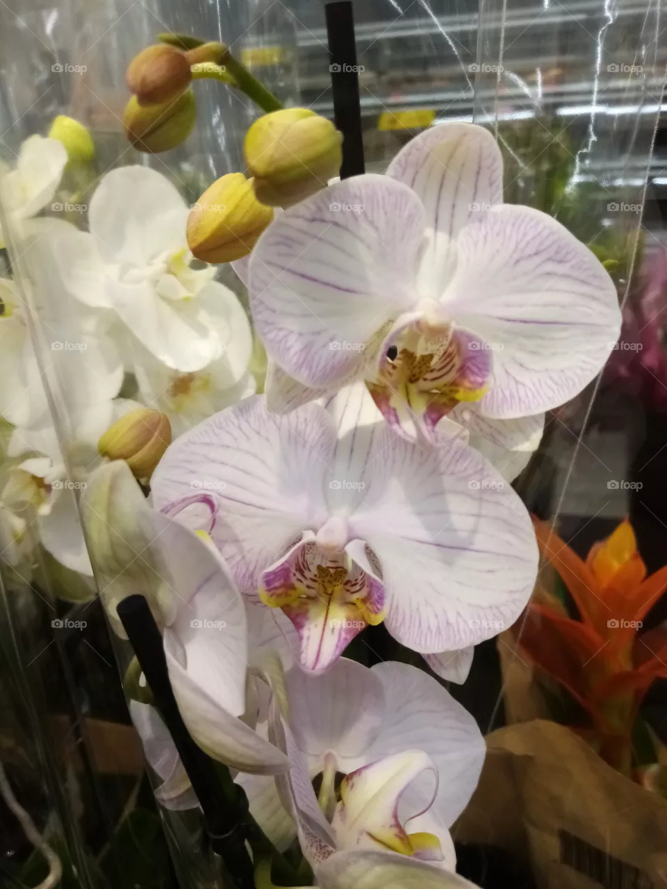 Blumen
