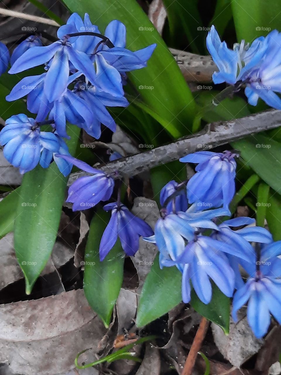 various shades of blue flowers of Siberian squill