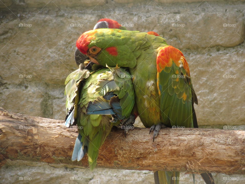 Macaw love 