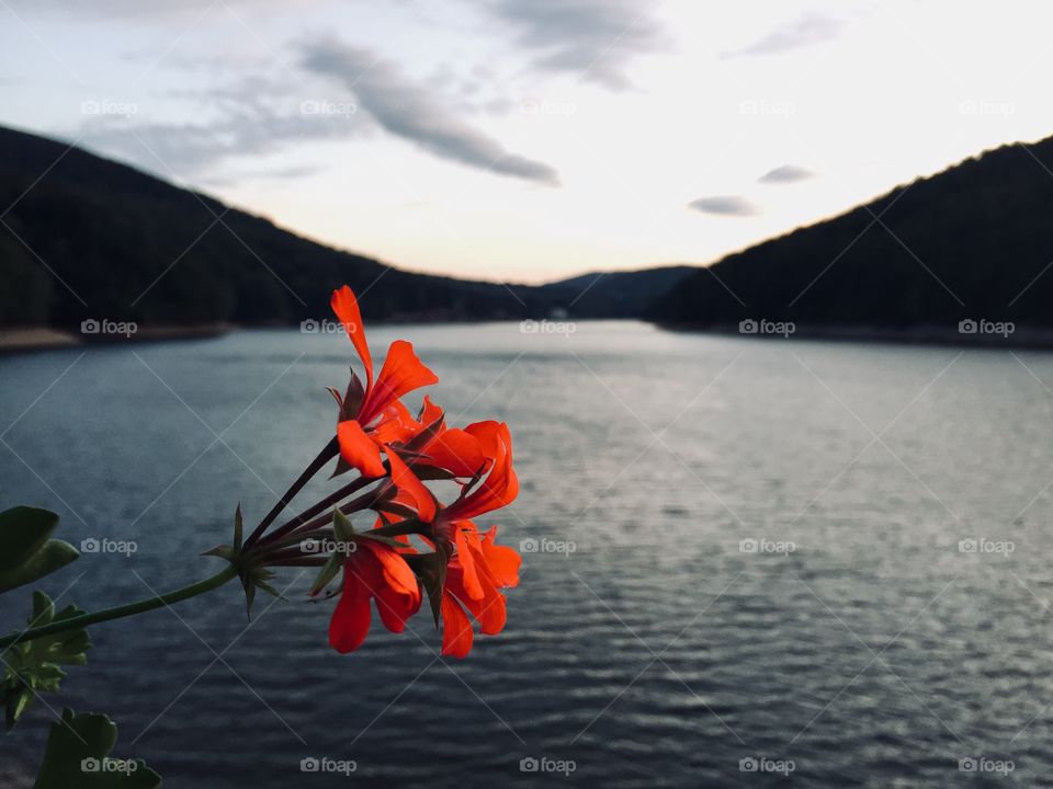 Red pelargonium  at dusk with lake in the background 