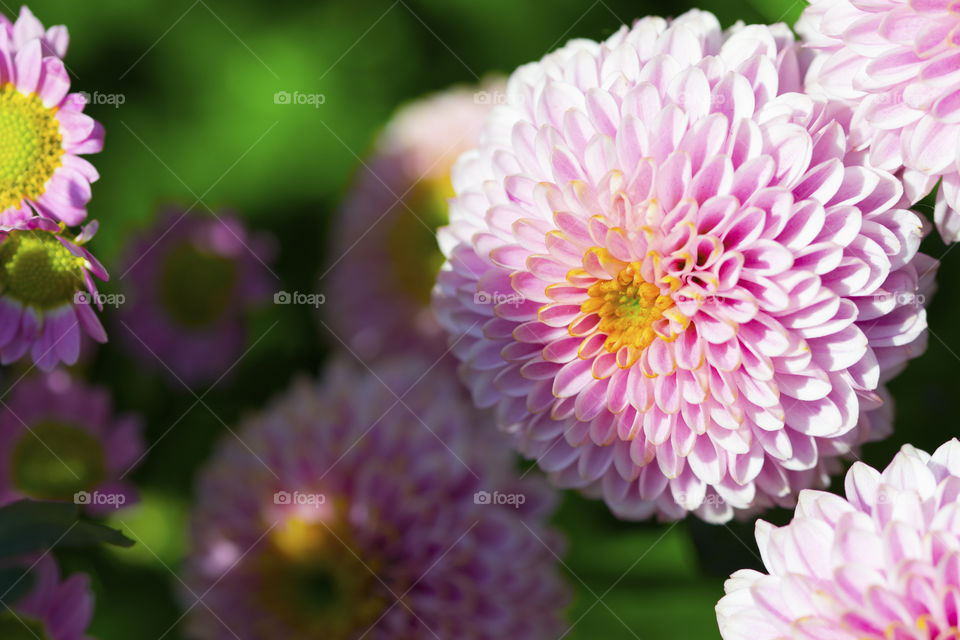 Pink aster in spring close-up