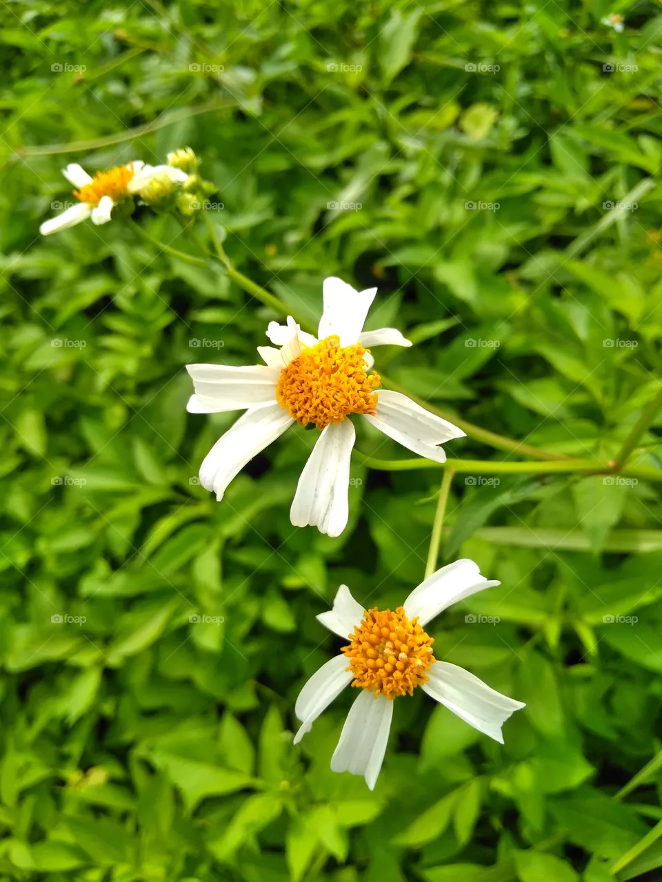 White & yellow flower on the park