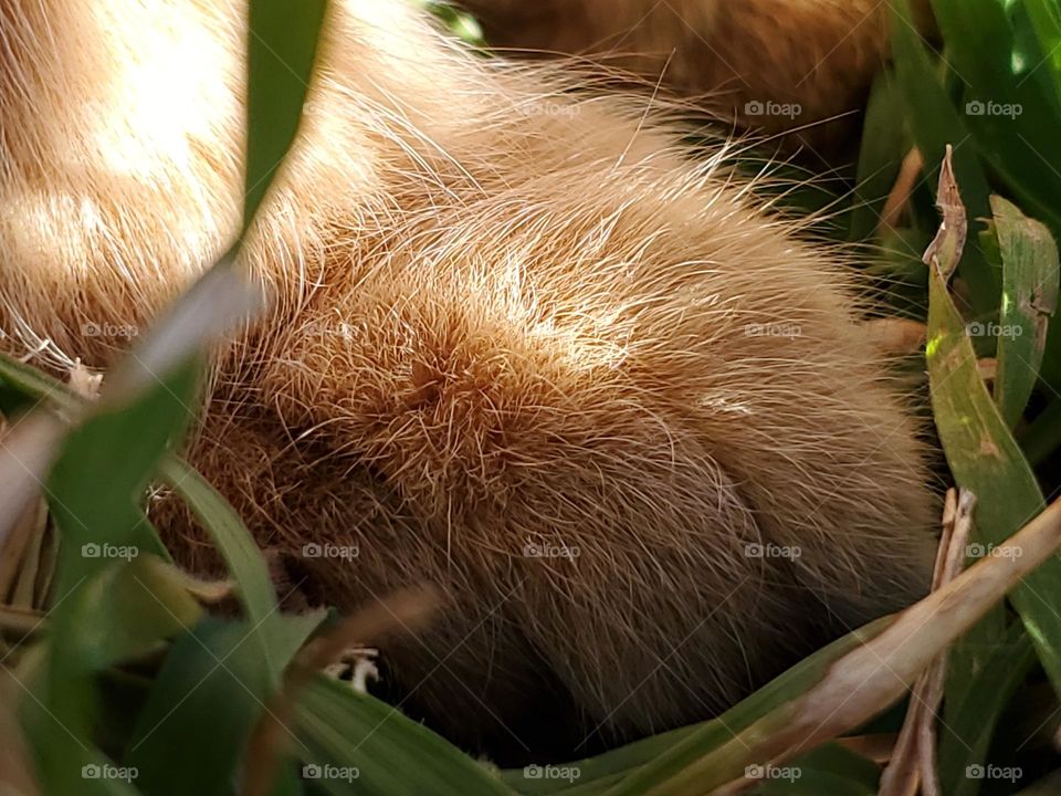 Macro of an orange tabby cat's furry paw in the grass with subtle sunlight shining through the blades of grass highlighting the beautiful color of his fur.