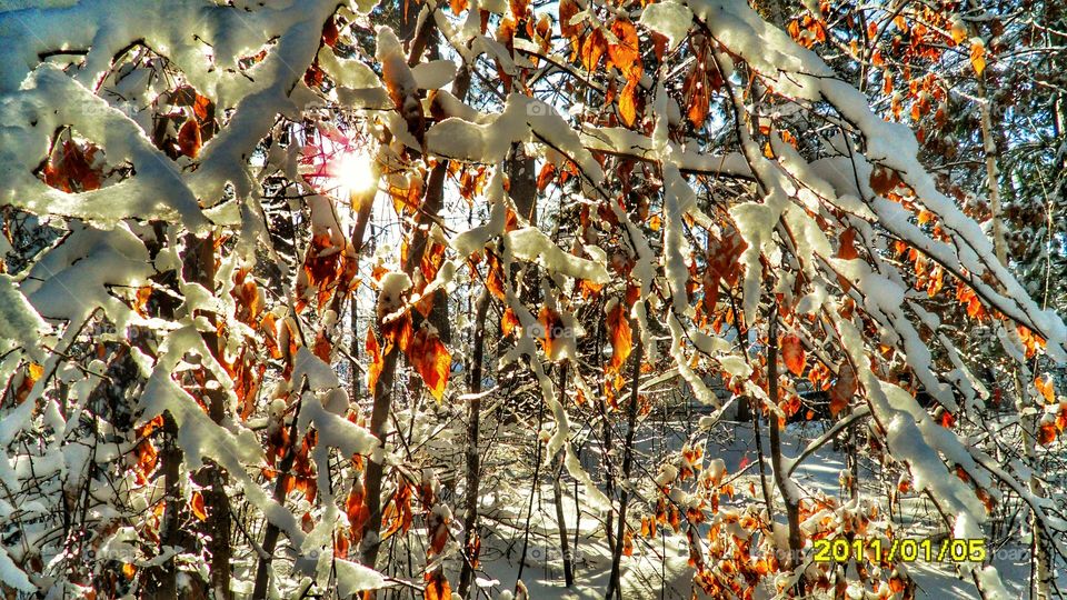 Sun through snowy branches