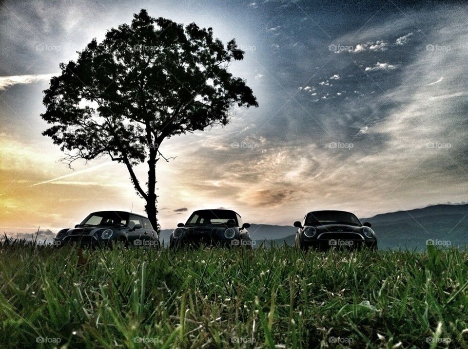 Mini Coopers in Field