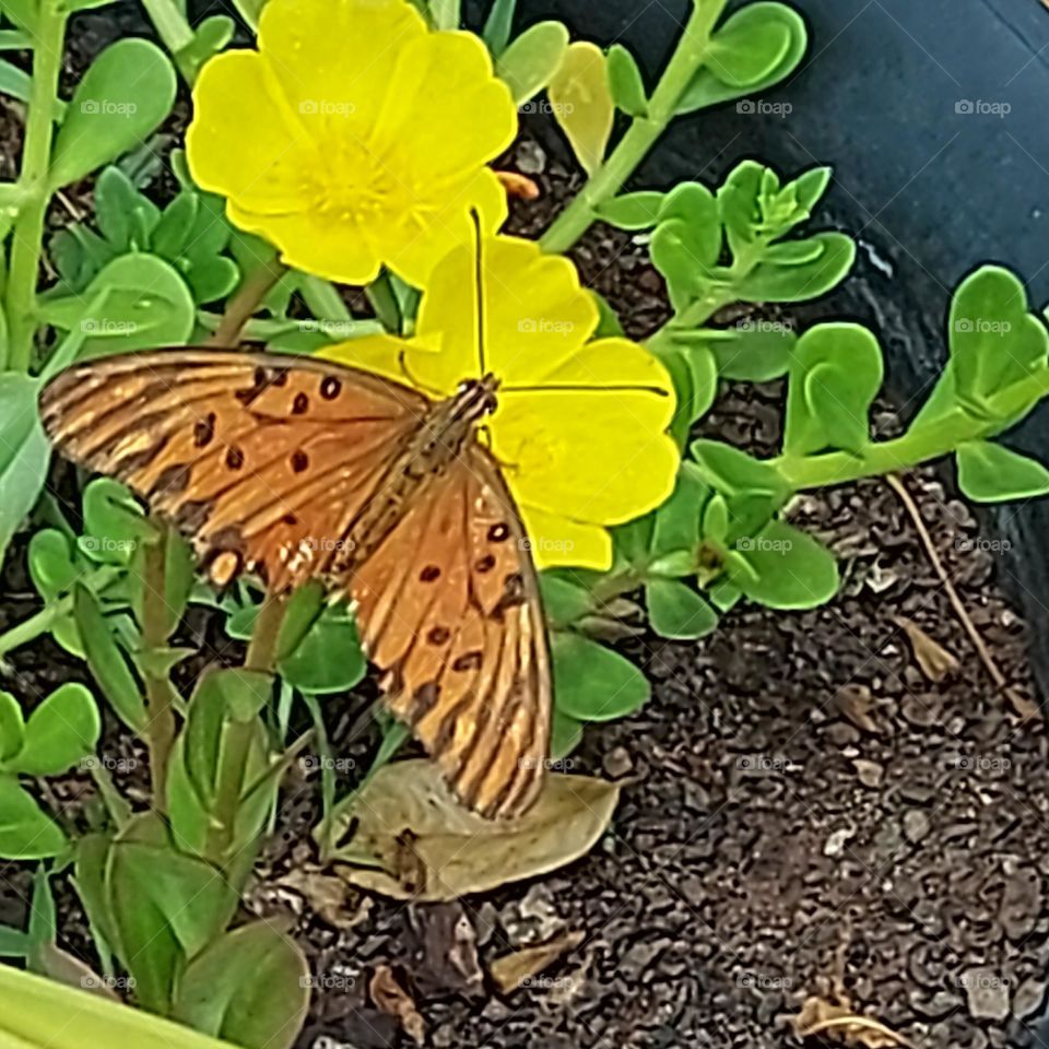 butterfly in garden